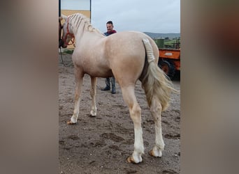 Andalusier, Hengst, 4 Jahre, 157 cm, Palomino