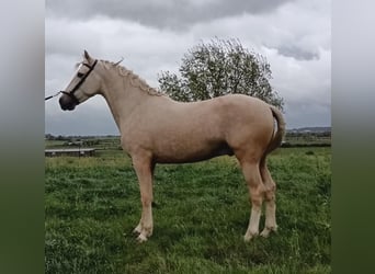 Andalusier, Hengst, 4 Jahre, 157 cm, Palomino
