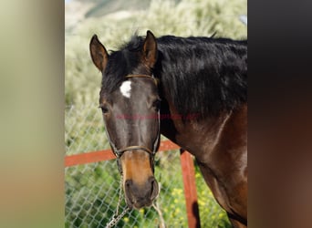 Andalusier, Hengst, 4 Jahre, 158 cm, Brauner