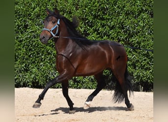 Andalusier, Hengst, 4 Jahre, 158 cm, Brauner