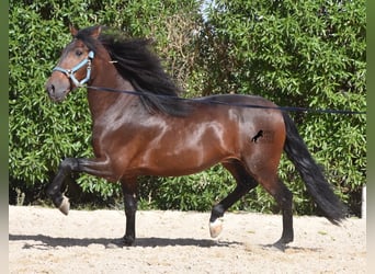 Andalusier, Hengst, 4 Jahre, 158 cm, Brauner
