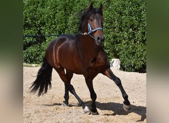 Andalusier, Hengst, 4 Jahre, 158 cm, Brauner