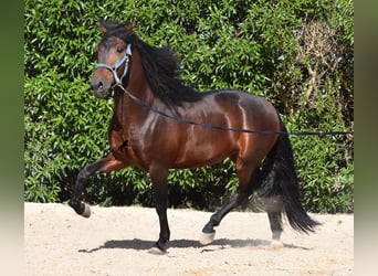 Andalusier, Hengst, 4 Jahre, 158 cm, Brauner