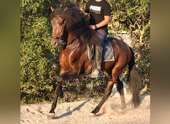 Andalusier, Hengst, 4 Jahre, 158 cm, Brauner