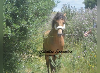 Andalusier, Hengst, 4 Jahre, 158 cm, Champagne