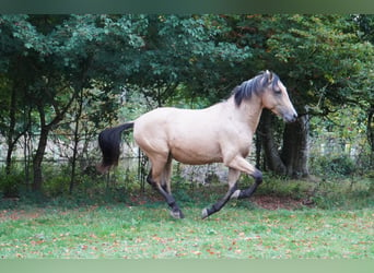 Andalusier, Hengst, 4 Jahre, 158 cm, Falbe
