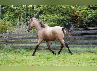 Andalusier, Hengst, 4 Jahre, 158 cm, Falbe