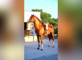 Andalusier, Hengst, 4 Jahre, 158 cm, Fuchs