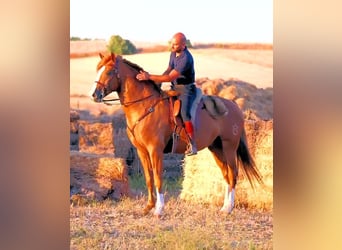 Andalusier, Hengst, 4 Jahre, 158 cm, Fuchs