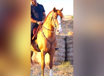 Andalusier, Hengst, 4 Jahre, 158 cm, Fuchs