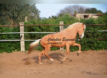 Andalusier, Hengst, 4 Jahre, 158 cm, Palomino