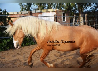 Andalusier, Hengst, 4 Jahre, 158 cm, Palomino