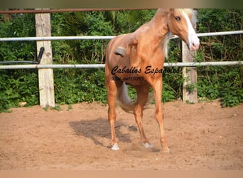 Andalusier, Hengst, 4 Jahre, 158 cm, Palomino