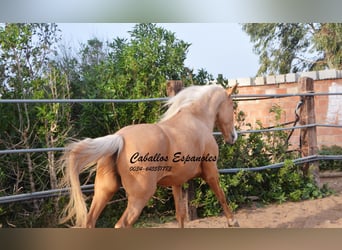 Andalusier, Hengst, 4 Jahre, 158 cm, Palomino