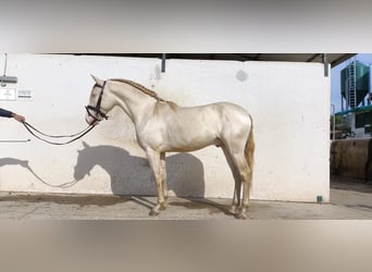 Andalusier, Hengst, 4 Jahre, 158 cm, Perlino