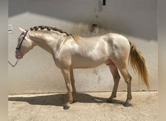 Andalusier, Hengst, 4 Jahre, 158 cm, Perlino