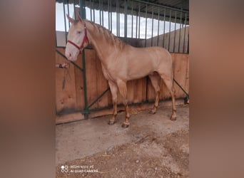 Andalusier, Hengst, 4 Jahre, 160 cm, Cremello