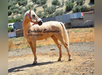 Andalusier, Hengst, 4 Jahre, 160 cm, Palomino