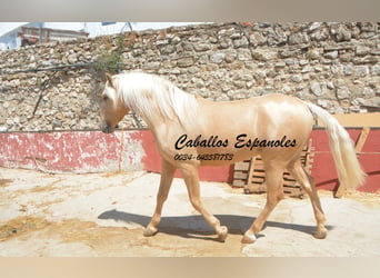 Andalusier, Hengst, 4 Jahre, 160 cm, Palomino