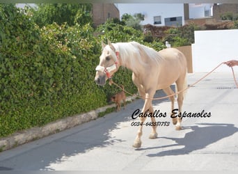 Andalusier, Hengst, 4 Jahre, 160 cm, Palomino