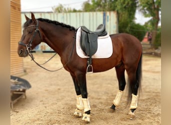 Andalusier, Hengst, 4 Jahre, 160 cm, Rotbrauner