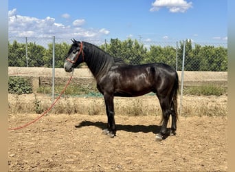 Andalusier, Hengst, 4 Jahre, 161 cm, Schimmel