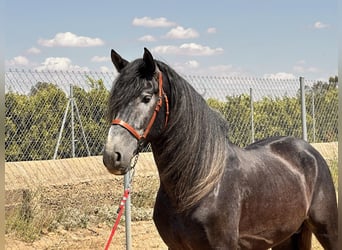 Andalusier, Hengst, 4 Jahre, 161 cm, Schimmel