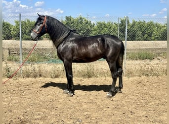 Andalusier, Hengst, 4 Jahre, 161 cm, Schimmel