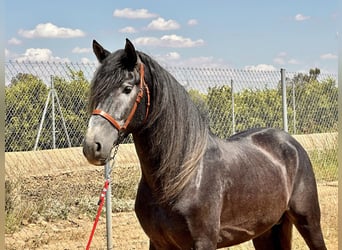 Andalusier, Hengst, 4 Jahre, 161 cm, Schimmel