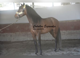 Andalusier, Hengst, 4 Jahre, 162 cm, Braunfalbschimmel