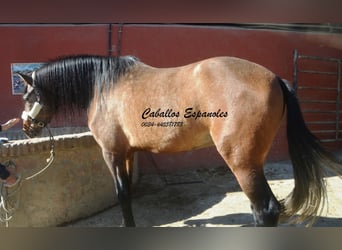 Andalusier, Hengst, 4 Jahre, 162 cm, Braunfalbschimmel