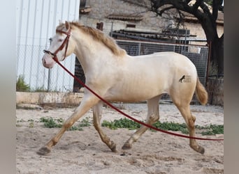 Andalusier, Hengst, 4 Jahre, 162 cm, Perlino