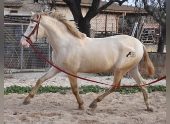 Andalusier, Hengst, 4 Jahre, 162 cm, Perlino