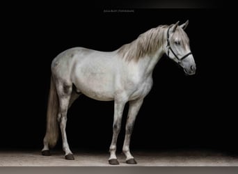 Andalusier, Hengst, 4 Jahre, 162 cm, Schimmel