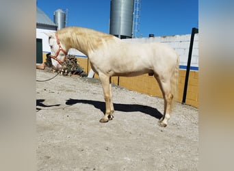 Andalusier, Hengst, 4 Jahre, 163 cm, Cremello