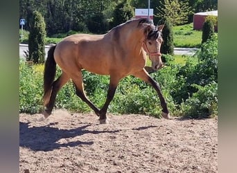 Andalusier, Hengst, 4 Jahre, 163 cm, Falbe