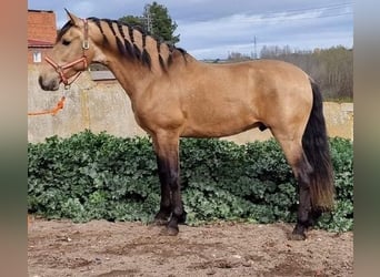 Andalusier, Hengst, 4 Jahre, 163 cm, Falbe