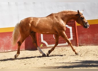 Andalusier, Hengst, 4 Jahre, 163 cm, Palomino