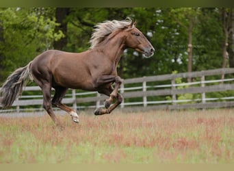 Andalusier, Hengst, 4 Jahre, 163 cm, Palomino