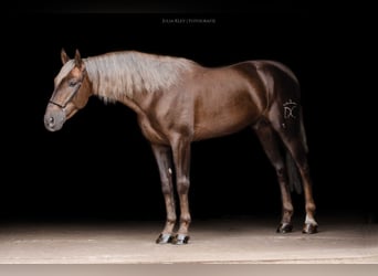 Andalusier, Hengst, 4 Jahre, 163 cm, Palomino