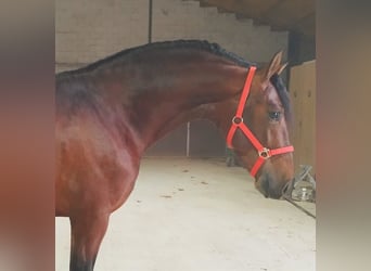 Andalusier, Hengst, 4 Jahre, 163 cm, Rotbrauner