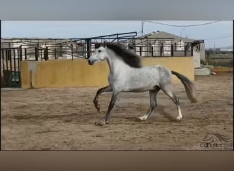 Andalusier, Hengst, 4 Jahre, 163 cm, Schimmel