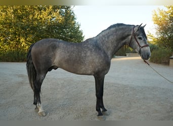 Andalusier, Hengst, 4 Jahre, 163 cm, Schimmel