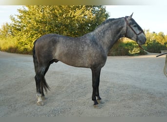 Andalusier, Hengst, 4 Jahre, 163 cm, Schimmel