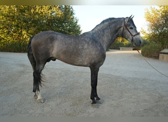 Andalusier, Hengst, 4 Jahre, 163 cm, Schimmel