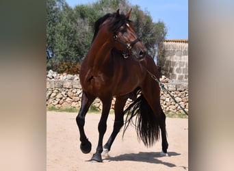 Andalusier, Hengst, 4 Jahre, 164 cm, Brauner