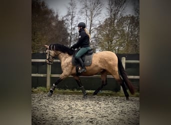 Andalusier, Hengst, 4 Jahre, 164 cm, Buckskin