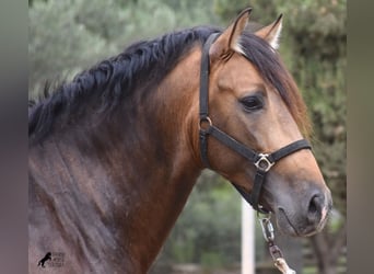 Andalusier, Hengst, 4 Jahre, 164 cm, Falbe