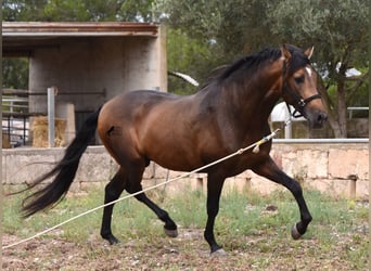Andalusier, Hengst, 4 Jahre, 164 cm, Falbe