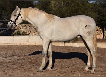 Andalusier, Hengst, 4 Jahre, 164 cm, Schimmel